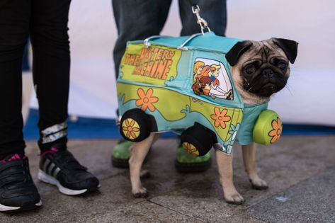 perro  pug Pug Funny, Black Halloween Dress, And Peggy, The Pug, Pug Dog, Halloween Dress, Indie Artist, The Ice, Dog Breed