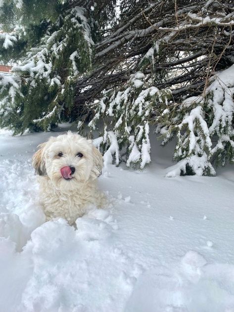 Winter Dogs Aesthetic, Snow Dog Aesthetic, Marielle Core, Cold Girl Aesthetic, December Wallpaper, Snow Animals, Regnul Animal, Short Coats, Cold Girl