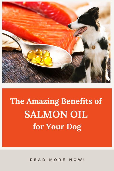 Salmon Oil Benefits, Benefits Of Salmon, Homemade Dog Food Vet Approved, Dog Diet Plan, Salmon Oil For Dogs, Best Salmon, Dog Treats Homemade Easy, Salmon Oil, Oils For Dogs