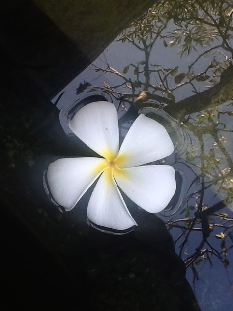 frangipani .. Frangipani Aesthetic, White Frangipani, Exo Fan Art, Exo Fan, Midsummer Nights Dream, Flower Photography, Calculus, Love Flowers, Flowers Photography