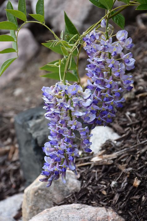 Blue Moon Wisteria (Wisteria macrostachya 'Blue Moon') at GardenWorks Wisteria Blue Moon, Kentucky Wisteria, Blue Moon Wisteria, Native Gardens, Landscape Structure, Garden Centers, Berry Bushes, Landscape Products, Garden Idea