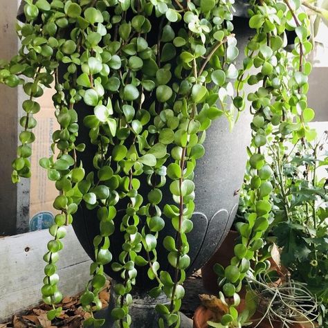 Jade Plant Benefits: Small but Important Things to Observe - Greenkosh Jade Plant Pruning, House Succulents, Garden Knowledge, Plants Benefits, Plant Bathroom, Jade Plant Care, Dollar Plant, Apartment Gardening, Christmas Cactus Plant