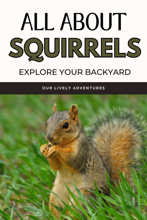 Explore Your Backyard.  Check out these fun facts about squirrels, both Fox squirrels and Gray squirrels. Squirrel Obstacle Course, Scaredy Squirrel Goes Camping Activities, Those Darn Squirrels Activities, Facts About Squirrels, Squirrel Species, Fox Squirrel, Family Fun Night, Family Tradition, Feeling Special