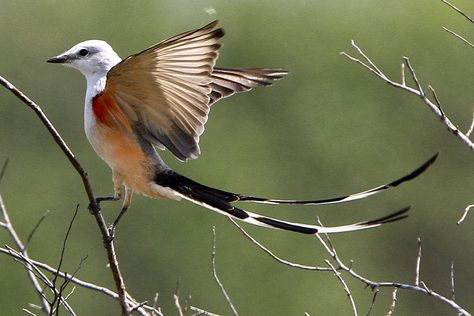 Scissor Tailed Flycatcher, Scissortail Flycatcher, Migratory Birds, Corpus Christi Tx, Nature Birds, March 27, Birdwatching, Travel Tattoo, Little Bird