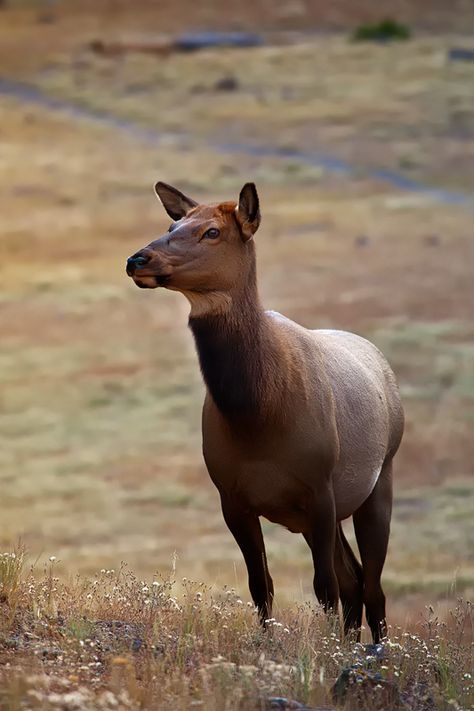 Elk cow in Yellowstone National Park, Wyoming Nz Animals, Cow Elk, Elk Pictures, Bull Moose, Bull Elk, Cow Pictures, Deer Family, Deer Stand, Elk Hunting