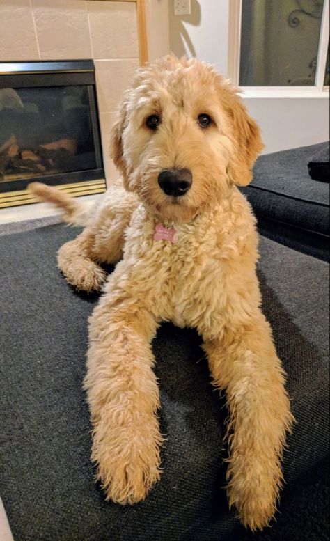 White And Tan Goldendoodle, Cute Golden Doodle Haircuts, Things I Bought And Liked, Female Goldendoodle Haircut, Standard Golden Doodle Full Grown, Short Golden Doodle Haircut, Groodle Haircut Styles, Shaved Labradoodle, Medium Golden Doodle