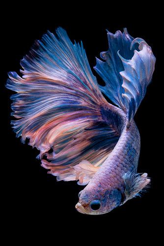 betta | Betta fish on black background. | da nokkaew | Flickr Betta Fish Types, Cr7 Wallpapers, Pretty Fish, Beta Fish, Beautiful Sea Creatures, Fish Wallpaper, Fish Drawings, Pet Fish, Exotic Fish