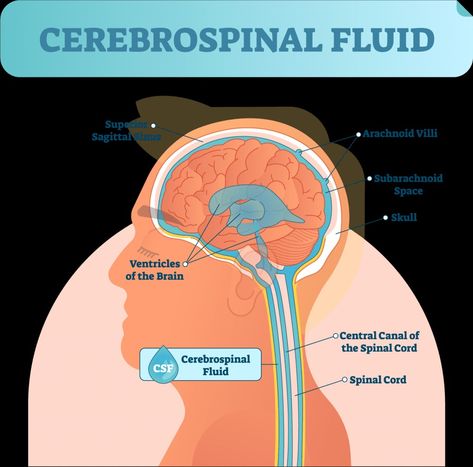 https://youtu.be/2UgCMOxrDFM Repair of CSF leak Csf Flow, Cerebrospinal Fluid, Spinal Cord, Pie Chart, Repair, Mindfulness, Quick Saves