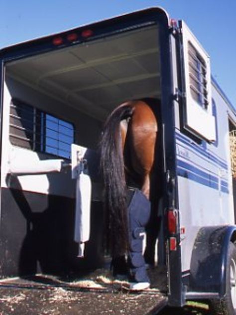 Loading the Scared Horse. Instructor and trainer Ron Meredith explains how to train the scared horse to load into a trailer. Scared Horse, Welding Training, Man Cave Building, Horse Care Tips, Equestrian Helmet, Types Of Horses, Horse Trainer, Horse Trailers, Horse Blankets