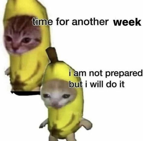 Have A Good Day, Bananas, A Cat, Good Day, Do It, On Twitter, Memes, Twitter