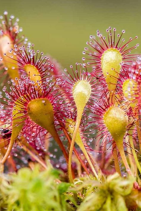 The Sundew plant is a carnivorous plant that thrives in wet, humid environments. They are known to produce the most sticky, glue-like substance on the planet which they use as a defense mechanism against predators. Sundews are found in many different habitats - from swamps to bogs and even marshes. They can be found in North America, Europe and Asia as well as other places around the world. The Benefits of Growing Your Own Aquaponics Plants Aquaponics is a process where you grow plants in water, Grow Plants In Water, Sundew Plant, Backyard Aquaponics, Defense Mechanism, Plant Kingdom, Alien Plants, Aquaponics Plants, Aquarium Gravel, Defense Mechanisms