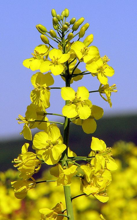 Koolzaad - Brassica napus Canola Plant, Canola Flower, Rapeseed Field, Canola Field, Rapeseed Oil, Soil Improvement, Canola Oil, Garden Soil, Flower Seeds