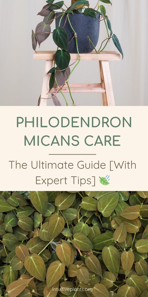 Unlock the secrets to a thriving Philodendron Micans with our in-depth indoor plant care guide. From lighting to watering, get expert tips and tricks to keep your Micans lush and healthy. Read now! Philodendron Micans Care, Micans Philodendron, Philodendron Micans, Indoor Plant Care Guide, Hanging Indoor Plants, Indoor Plant Care, Neem Oil, Photosynthesis, House Plant Care