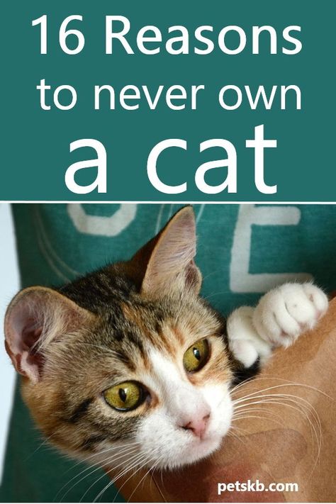 You might assume there are no good reasons to not own a cat in which case you really need to read this article #cats #catcare #catguide #catowners Kittens Care, Cat Guide, Raising Kittens, Cat Funnies, Cat Behavior Facts, Cat Life Hacks, Cat Cartoons, Cat Ownership, Cat Tips