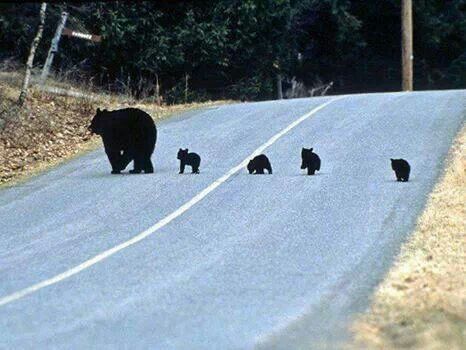 UP North Michigan State Of Michigan, Pure Michigan, Detroit Michigan, Woodland Creatures, Mama Bear, Lake Michigan, Black Bear, Great Lakes, Cubbies