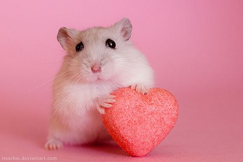 be-my-hammentine/ A Hamster, Candy, Pink