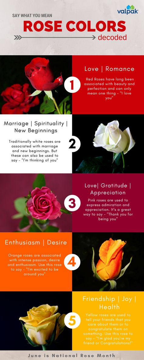 Blue Rose Symbolism, White Rose Symbolism, White Roses Meaning, Different Color Roses, Rose Color Meanings, Flower Symbolism, Wilted Rose, Rose Meaning, Simple Infographic