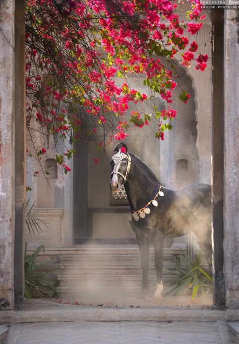 Marwari horse Pictures For Frames, Traditional Mansion, Horses Black And White, Marwari Horses, Rare Horses, Horse Sketch, Arabian Art, Persian Miniature, Horse Artwork