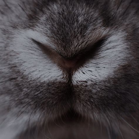 Hare Aesthetic Dark, Beastmaster Aesthetic, Bunnymund Aesthetic, Bunny Symbolism, Watership Down Aesthetic, Jackalope Aesthetic, Rabbit Aesthetic Dark, Dnd Ranger Aesthetic, Rise Of The Guardians Aesthetic