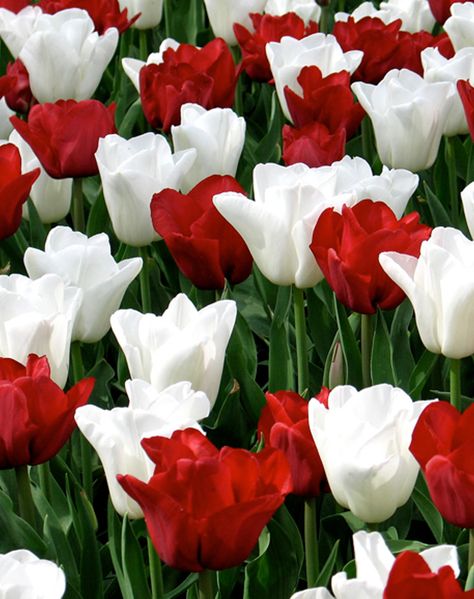 Red And White Tulips, Red White Flowers, Garden Flower Beds, Flowers Tulips, Red And White Flowers, Flower Bulbs, Tulips Garden, Garden Bulbs, Flower Background Wallpaper