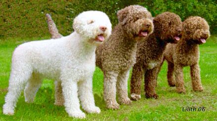 The Lagotto can have large round eyes in any color from dark yellow to dark brown. Their wooly waterproof coat is very thick and curly. Solid colors include off white, white, and brown. They can also be white with brown or orange patches or roan. It is a medium sized dog that is low shedding. A Lagotto often has white markings that grow out as an adult. Spanish Water Dog, Lagotto Romagnolo, Rare Dog Breeds, Rare Dogs, Portuguese Water Dog, Companion Dog, Rare Breed, Water Dog, Hunting Dogs