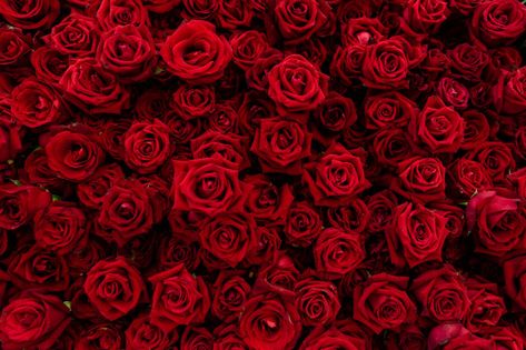 Background texture of red blossom roses.... | Premium Photo #Freepik #photo #background #pattern #flower #wedding Wallpaper Mawar, Red Roses Background, Wallpaper Rosa, Timeline Cover Photos, Photo Rose, Fb Cover Photos, Red Blossoms, Rose Background, Rose Rouge