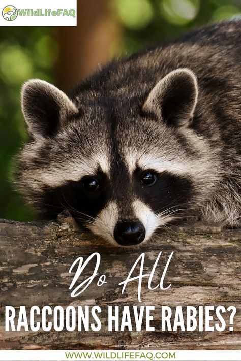 Are you surprised that all the raccoons have rabies? No, not all raccoons have rabies. Only 41% of cases of rabies in wildlife are in raccoons. When people think of rabies in the United States, they frequently think of raccoons. They often automatically assume that every raccoon is rabid. #raccoons #animalrabies #rabidraccoon Backyard Animals, Pet Raccoon, Tricky Questions, Very Scary, Creatures Of The Night, Rodents, Veterinarian, South America, Mammals