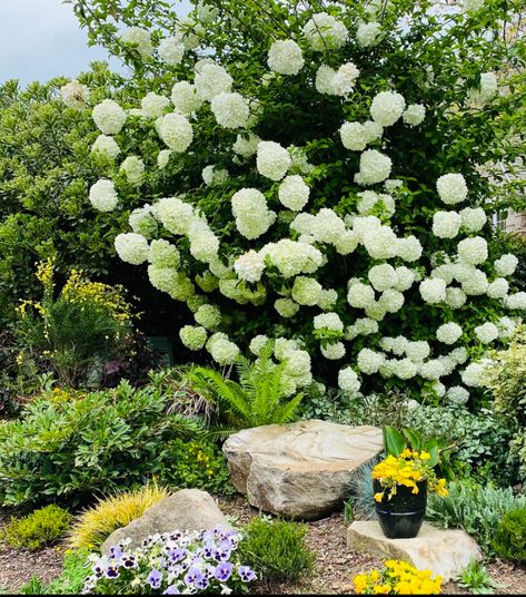 Native Nc Plants North Carolina, North Carolina Flower Beds, Western North Carolina Landscaping, North Carolina Landscaping Ideas, Snowball Viburnum Landscape, North Carolina Flowers, Landscaping North Carolina, North Carolina Landscaping, North Carolina Plants