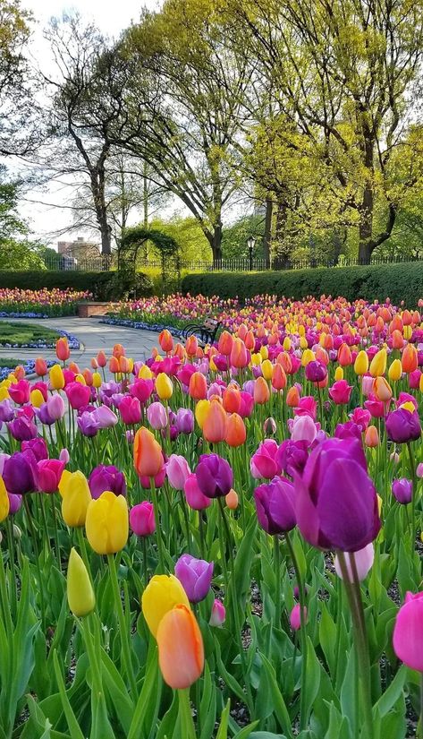 Tulip Landscaping, Flower Aesthetic Tulip, Gardens With Rocks, Rocks Garden Ideas, Tulip Aesthetic, Rocks Garden, Amazing Landscaping Ideas, Aesthetic Gardening, Gardening Aesthetic