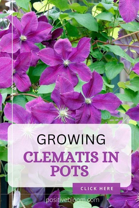 Check out these main tips that will help you grow clematis in pots, find out why it isn’t flourishing, and discover beautiful species you can plant today. Clematis In A Pot Container Garden, Displaying Pots In Garden, Where To Plant Clematis, Clematis In Containers, Clematis Companion Plants, Clematis In A Pot, Climbing Plants In Pots, Clematis Trellis Ideas, Clematis In Pots