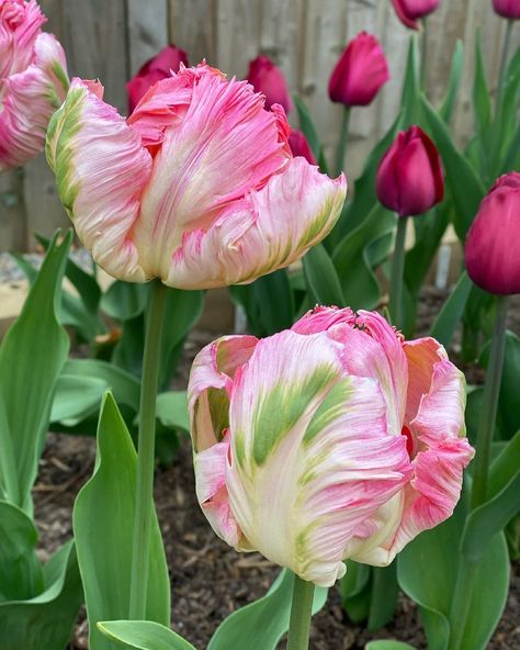 𝓐𝓭𝓮𝓵𝓮 on Instagram: “My tulip game is strong this year! 💪🏻 These are ‘Apricot Parrot’ from @sarahravensgarden 🦜🌷 #tulips #raisedbeds #apricotparrot…” Apricot Parrot Tulip, Parrot Tulips Bouquet, Flower References, Tulip Art, Parrot Tulip, Tulip Season, Perennial Flowers, Tulips Art, Parrot Tulips