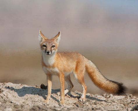 Fox Species, Fox Therian, Swift Fox, Vulpes Vulpes, Military Dogs, Pet Fox, Pretty Animals, Endangered Animals, Wild Dogs