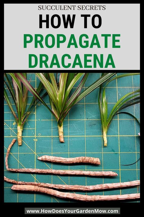 Dracaena Plant Care, Dracena Plant, Homemade Plant Food, Indoor Plants Diy, Plants Grown In Water, Snake Plant Care, Dracaena Plant, Tropical House Plants, Snake Plants