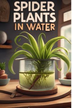 Ready to embrace 🌱 Growing Spider Plants in Water 💧? Dive into our latest guide and transform your living space into a green haven. Growing Spider Plants In Water, Spider Plant Decor, Spider Plants In Water, Spider Plant In Water, Mason Jar Plants, Spider Plant Care, Spider Flower, Plants Grown In Water, Planting Plants