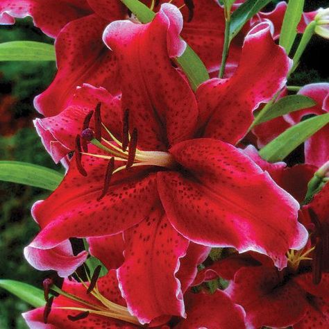 Purple Shamrock, Late Summer Flowers, Plant Bulbs, Hosta Plants, Lily Bulbs, Asiatic Lilies, Flower Bulbs, Spring Plants, Lilac Flowers