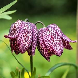 Fritillaria Planting Guide – Easy To Grow Bulbs Checkered Lily, Fritillaria Meleagris, Flower Socks, Flower Bulbs, Wildflower Garden, Woodland Garden, Feather Pattern, Chelsea Flower Show, Organic Seeds