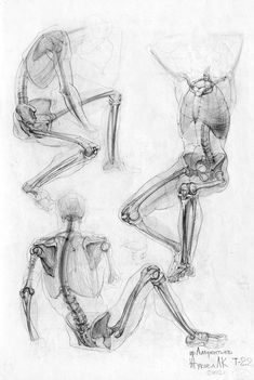 170 Character Anatomy | Bones ideas | anatomy bones, anatomy, anatomy drawing Skeleton Gesture, Body Bones, Anatomy Bones, Skeleton Anatomy, Male Figure Drawing, Anatomy Practice, Skeleton Drawings, Human Anatomy Drawing, Human Figure Drawing