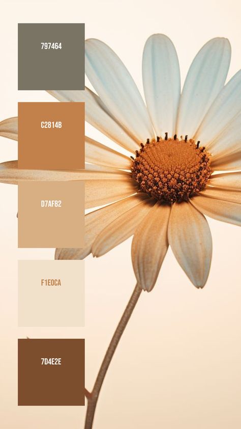 Colors:
797464
C2814B
D7AF82
F1E0CA
7D4E2E Creamy Yellow Color Palette, 4 Colour Palette Color Combos, Light Yellow Palette, Sun Colour Palette, Pale Yellow Color Palette, Light Yellow Color Palette, Daisy Color Palette, Yellow Color Palette, Interior Wall Colors