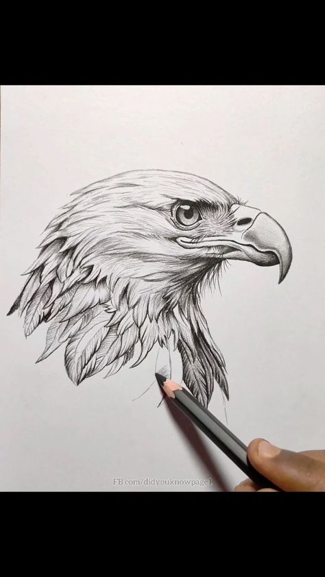 37K views · 156 reactions | How to Draw a Eagle like a Pro #drawingskills #sketching #art #fbreels | Did you know? | Trout Recording · Back To Black And White Eagle Art Draw, Eagle Drawing Sketches, Burnt Hats, Eagle Sketch, White Tailed Eagle, Eagle Drawing, Sketches Ideas, Eagle Images, Sea Eagle