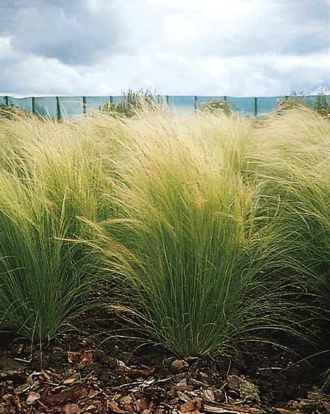 Gorgeous ornamental grasses add movement, color and texture to gardens made in the shade or sun. Ornamental Grasses For Shade, Waterwise Landscaping, Mexican Feather Grass, Evergreen Landscape, Shade Grass, Ornamental Grass, Grasses Landscaping, Pony Tails, Grasses Garden