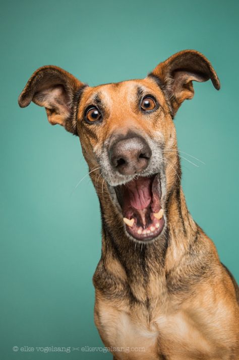 New Incredibly Expressive Dog Portraits by Elke Vogelsang - My Modern Met Dog Expressions, Airedale Terrier, Dog Photography, Happy Dogs, Dog Portraits, Dog Photos, 귀여운 동물, Beautiful Dogs, Dog Pictures