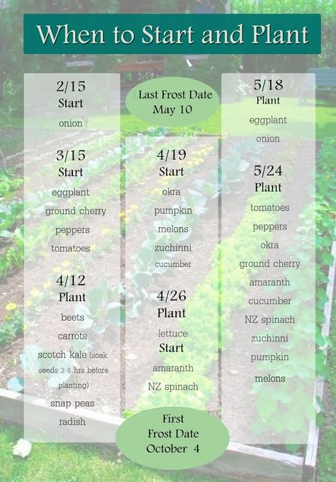 Here are the start dates for some common plants that I’m growing this year. These dates are all for zone 5 and are approximate based on forecasted frost dates. Some of the dates have already passed, but it��’s still not too late to start seeds. I haven’t yet planted my beets, carrots etc. but I’ll [...] When To Plant Seeds, Planting Dates, Growing Calendar, Beets Carrots, Date Plant, When To Plant Vegetables, Cucumber Plant, Plant Zones, Victory Garden