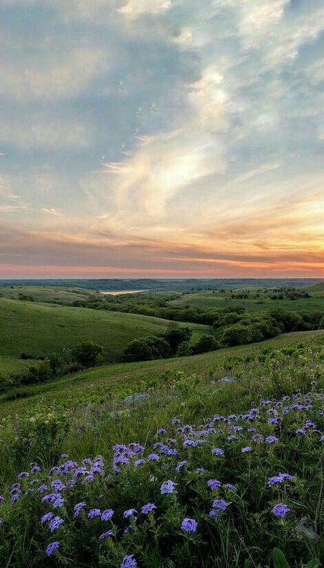 Spring Lockscreen Aesthetic, Nature Aesthetic Photos, Spring Season Photography, Spring Screensavers, Spring Season Aesthetic, Wallpaper Spring Aesthetic, Vibes Wallpaper Iphone, Nature Screensavers, Flower Field Wallpaper