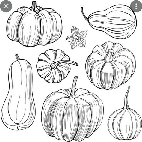 Butternut Squash Tattoo, Pumpkin Drawing Art, Squash Drawing, Fall Sketches, Pumpkin Drawing Ideas, Pumpkin Sketch, Pomegranate Art, House Plans With Pictures, Fall Drawings