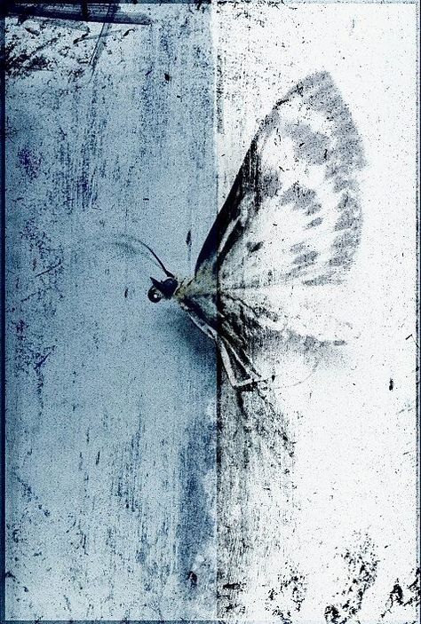 Insect Photography, Insect Art, Butterfly Art, A Butterfly, Art Abstrait, Mixed Media Art, Shades Of Blue, Painting & Drawing, Printmaking