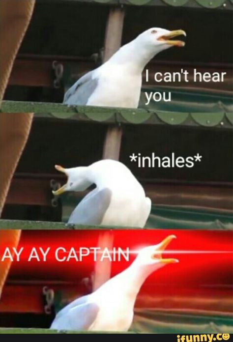 Bird Meme, Funny Duck, Funny Birds, Funny Animal Memes, Phantom Of The Opera, Animal Memes, Dreamworks, Funny Cute, Dankest Memes