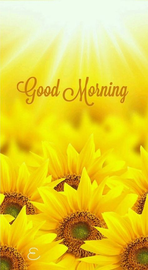 Morning Sunflower, Good Morning Roses, Good Morning Wallpaper, Good Morning Beautiful Images, Good Morning Cards, Good Morning Images Flowers, Good Morning Photos, Morning Blessings, Good Morning Sunshine