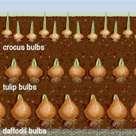 Planting bulbs for continuous blooms. Early spring Hole Illustration, Crocus Bulbs, Growing Bulbs, Daffodil Bulbs, Tulip Bulbs, Garden Bulbs, Spring Bulbs, Garden Yard Ideas, Bulb Flowers