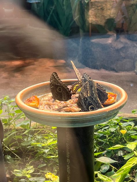 Feeding Birds Aesthetic, Butterfly Enclosure, Birds Aesthetic, Butterfly Feeders, Feeding Birds, Museum Photography, Original Songs, Photography Aesthetic, Original Song