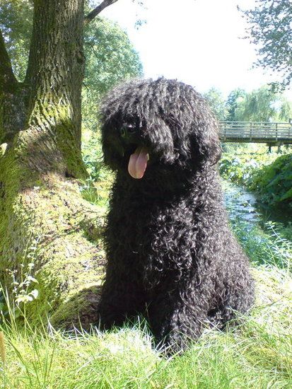 The Puli. I LOVE THIS DOG. I miss my little Buksi....can't wait to get another Hungarian Puli, Pumi Dog, Aesthetic Puppy, Cat Breeds Hypoallergenic, Cute Animal Character, Puli Dog, Hungarian Dog, Dog Aesthetic, Huge Dogs